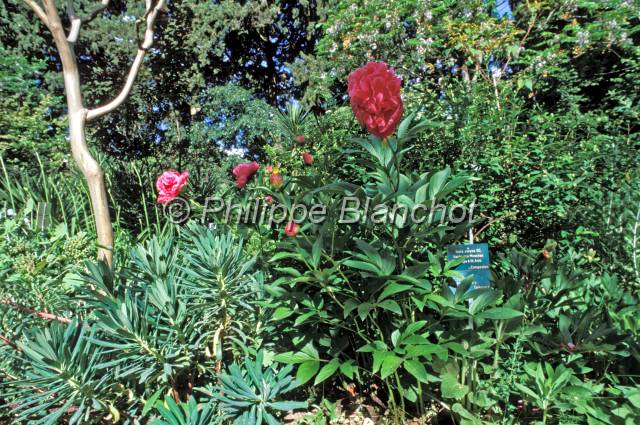 harmas fabre 19.JPG - Grenadier d'ornementPunica granatum, PunicacéesJardin de l'Harmas de FabreSérignan du Comtat, 84 France 